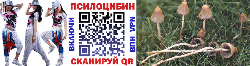 купить  сайты  Чистополь  ссылка на мегу как зайти  Галлюциногенные грибы GOLDEN TEACHER 
